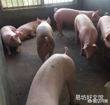 8月份的生猪还能涨价吗?