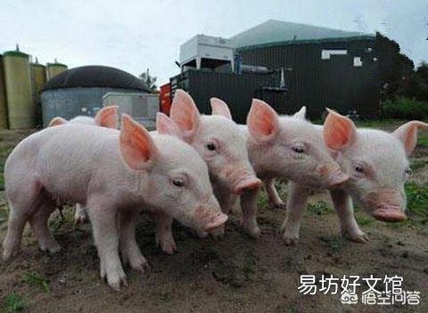 8月份的生猪还能涨价吗?
