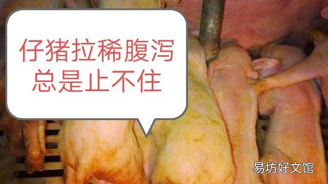 仔猪拉稀用什么药效果好？