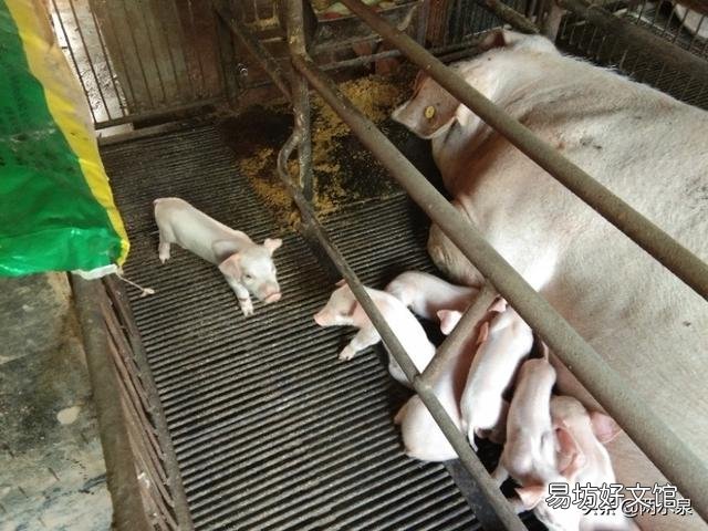 仔猪拉稀用什么药效果好？
