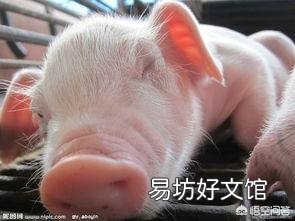 母猪发烧不食,该如何正确用药?