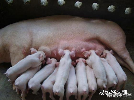 母猪发烧不食,该如何正确用药?