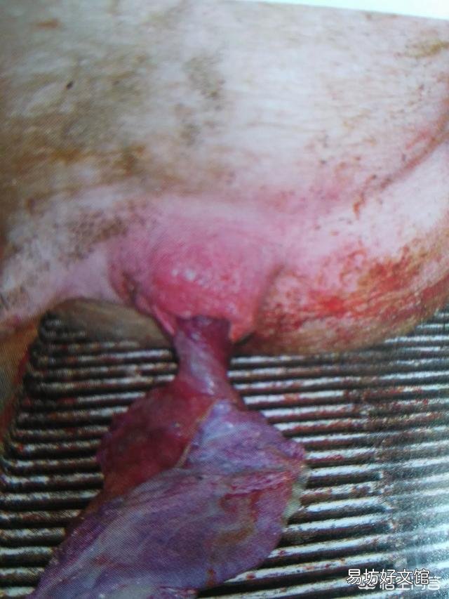 母猪产完仔猪后6小时不下胎衣是什么原因?怎样解决?