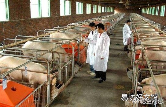 母猪产完仔猪后6小时不下胎衣是什么原因?怎样解决?