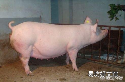 母猪产完仔猪后6小时不下胎衣是什么原因?怎样解决?
