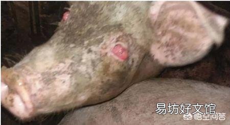 怎样解决猪的眼睛发红的问题?
