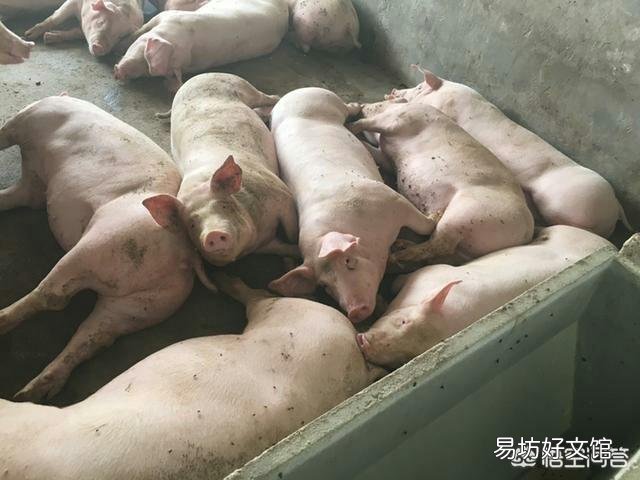 国内出现首例非洲猪瘟疫情,猪肉还可以继续吃吗?如何挑选安全的猪肉?