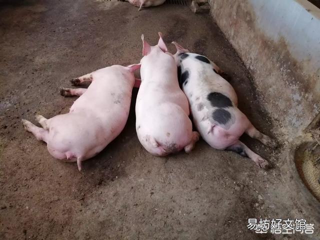 进入8月份，生猪价格是涨是跌？
