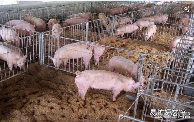 养猪散养户的出路在哪里?