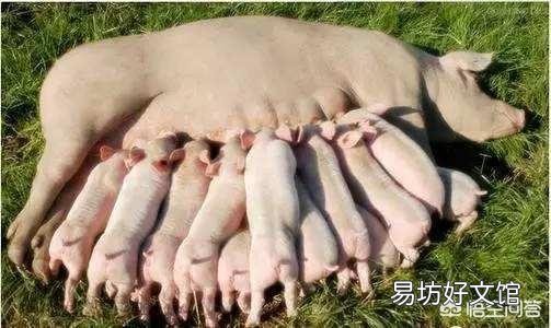 现在养母猪可以吗,效益怎么样?