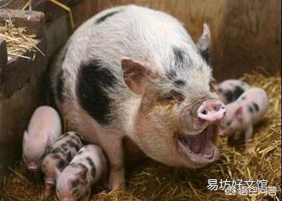 现在养母猪可以吗,效益怎么样?
