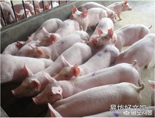 现在养母猪可以吗,效益怎么样?