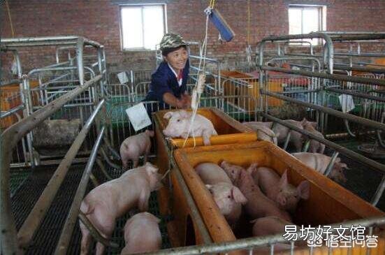 现在养母猪可以吗,效益怎么样?