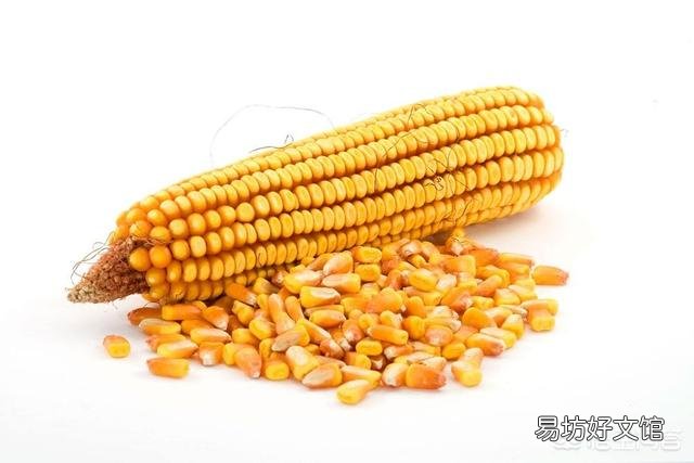 现在养母猪可以吗,效益怎么样?