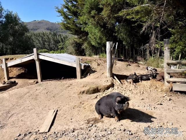 如何养猪?