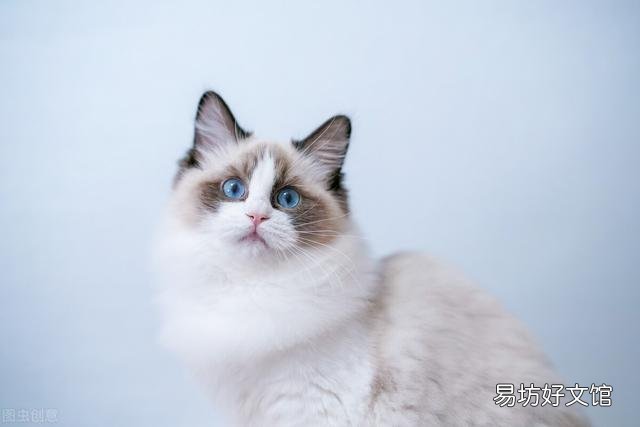 布偶猫掉毛严重吗(布偶猫掉毛很严重怎么办)