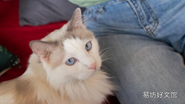 布偶猫掉毛严重吗(布偶猫掉毛很严重怎么办)