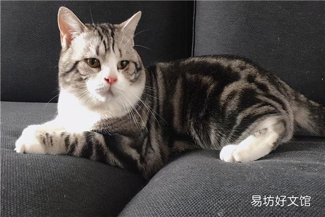 美短猫优缺点(美短猫好不好)