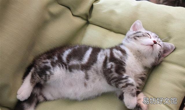 美短猫优缺点(美短猫好不好)