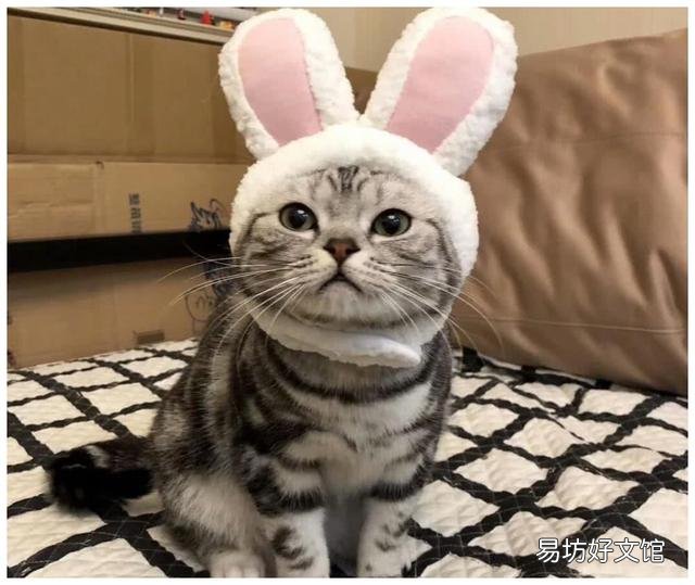 美短猫优缺点(美短猫好不好)