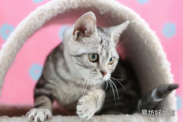 美短猫优缺点(美短猫好不好)