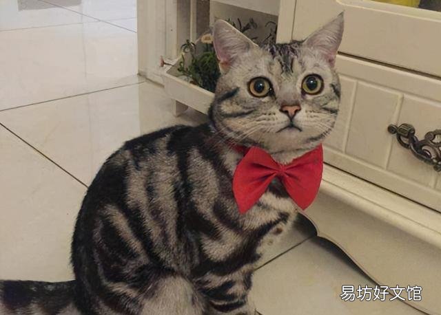 美短猫优缺点(美短猫好不好)