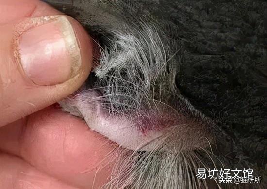 猫耳朵热(猫耳朵热是不是发烧了)