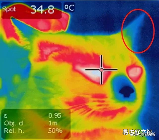 猫耳朵热(猫耳朵热是不是发烧了)