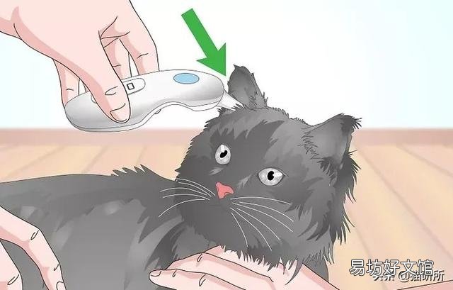 猫耳朵热(猫耳朵热是不是发烧了)