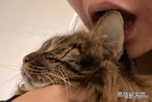 猫耳朵热(猫耳朵热是不是发烧了)