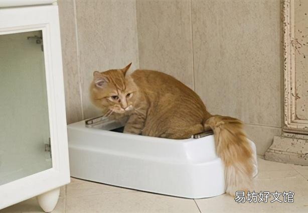 猫咪体内有虫的症状(猫咪身体有虫的症状)
