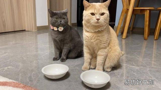 猫咪体内有虫的症状(猫咪身体有虫的症状)