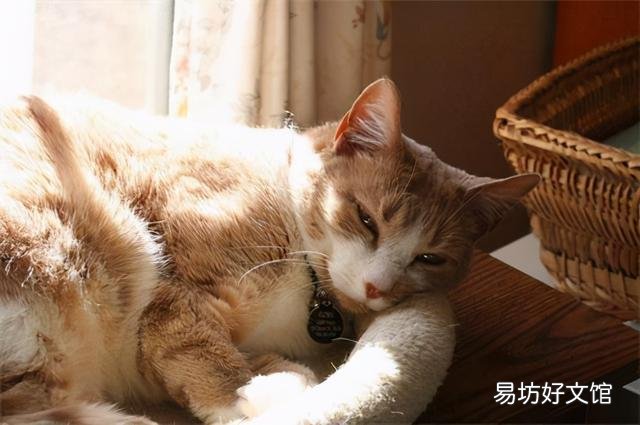 猫咪体内有虫的症状(猫咪身体有虫的症状)