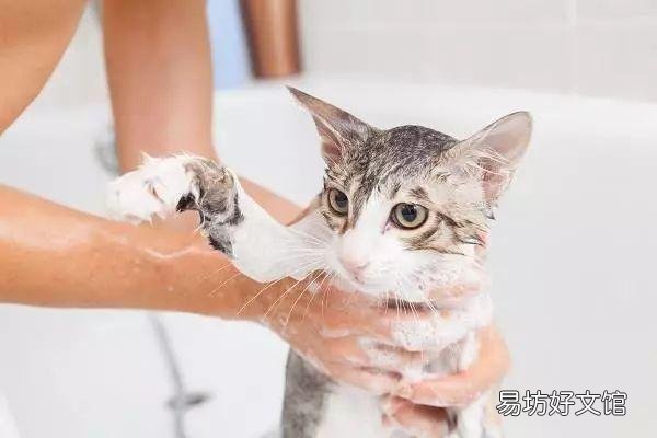 猫咪体内有虫的症状(猫咪身体有虫的症状)
