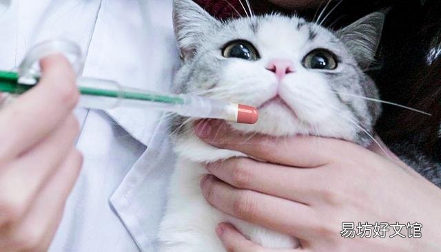 猫咪体内有虫的症状(猫咪身体有虫的症状)