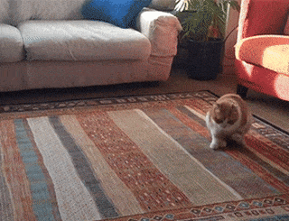 猫咪体内有虫的症状(猫咪身体有虫的症状)