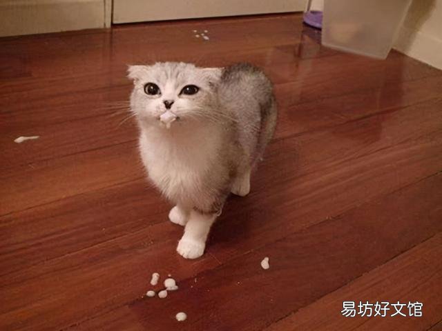 猫咪体内有虫的症状(猫咪身体有虫的症状)