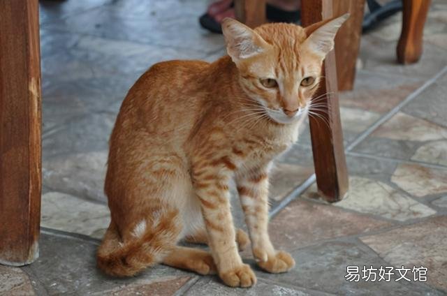 猫咪体内有虫的症状(猫咪身体有虫的症状)