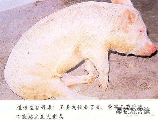 猪丹毒该怎么治疗?