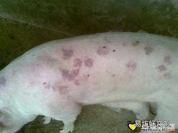 猪丹毒该怎么治疗?