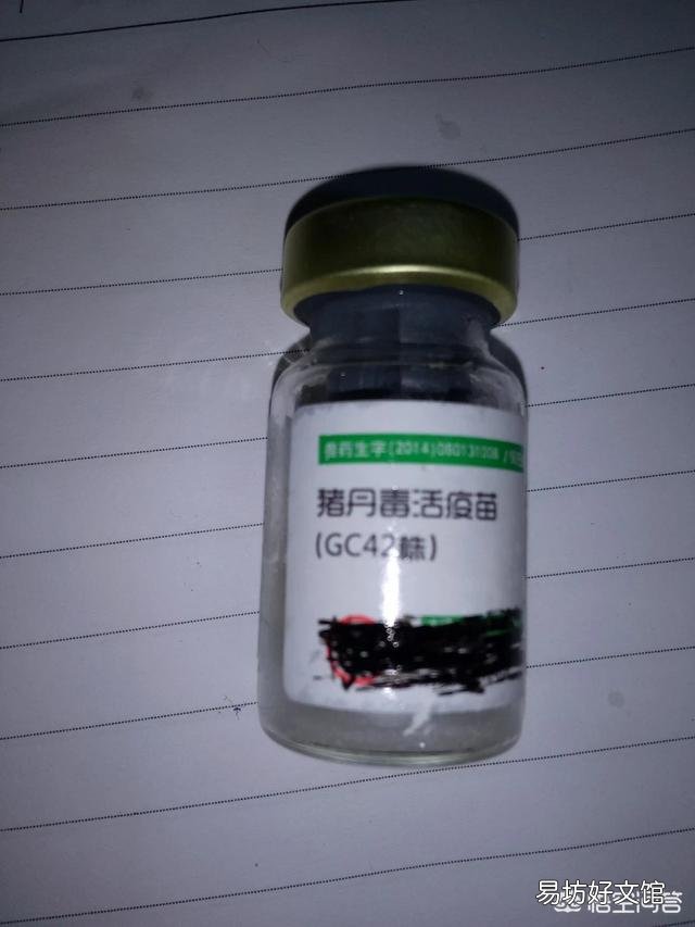 猪丹毒该怎么治疗?
