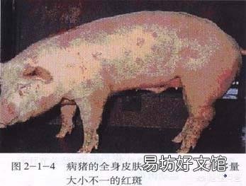 猪丹毒该怎么治疗?