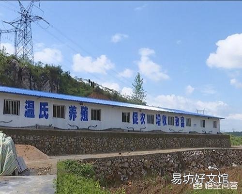 为什么温氏养猪能赚那么多钱,去年赚了100多亿?