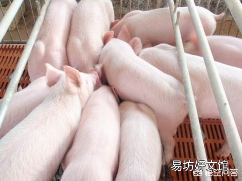 四五十斤的猪得了发热和哮喘应该怎么治疗?