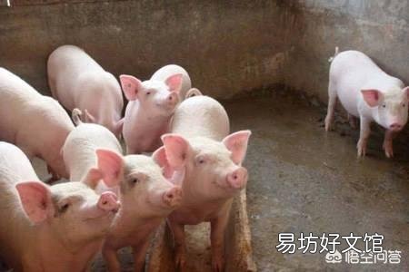 生猪屠宰企业，到底是如何压价的？