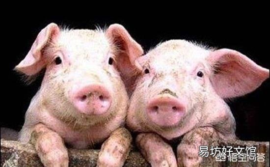 生猪屠宰企业，到底是如何压价的？