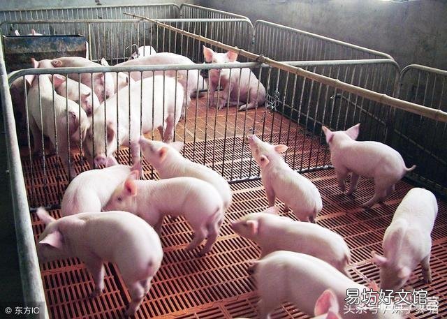 养猪场如何制定免疫程序,最好具体详细步骤?