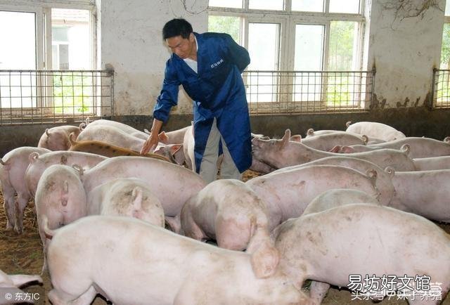 养猪场如何制定免疫程序,最好具体详细步骤?