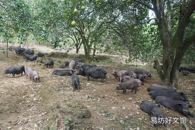 养猪会不会赔钱？