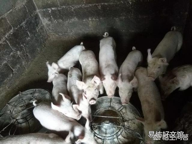 养猪会不会赔钱？